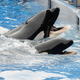 <em>Blackfish</em> Convinces Musical Acts to Cancel SeaWorld Performances
